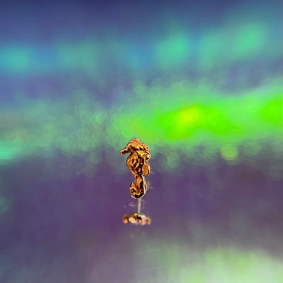14k Gold Saylor Seahorse